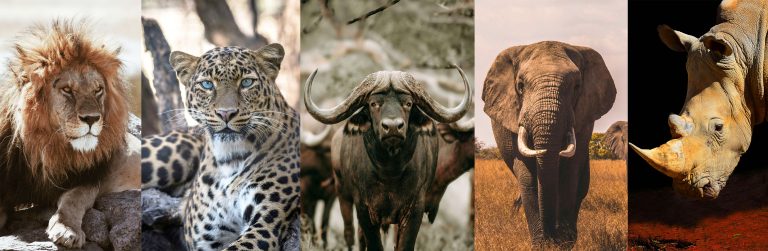 africa big 5