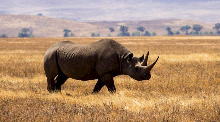 African Buffalo