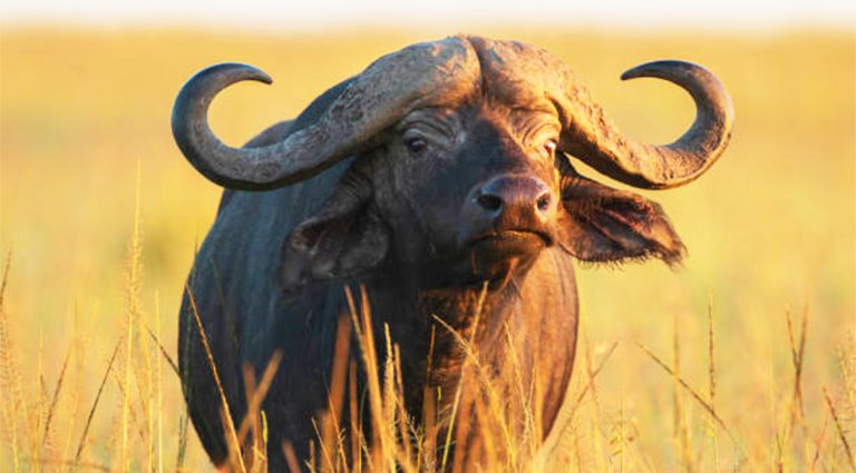 African Buffalo
