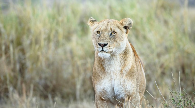 African Lioness