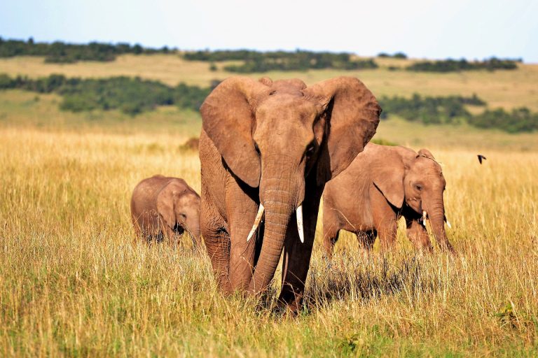 Best Place and Time for Wildlife Safari in Africa