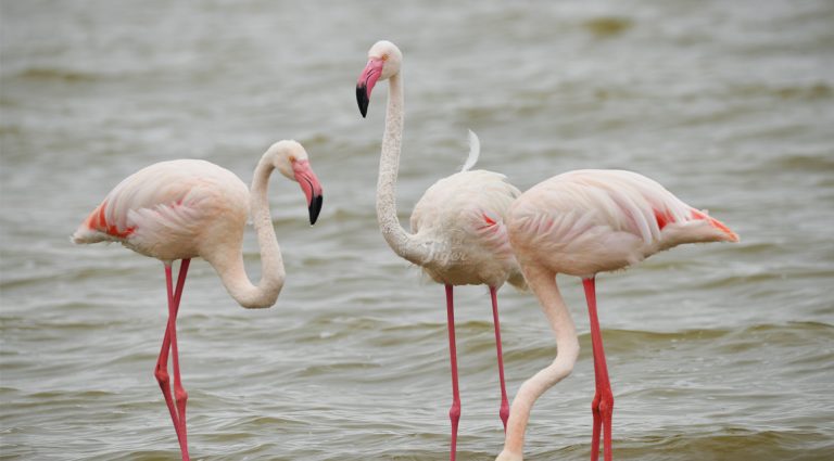 Flamingos