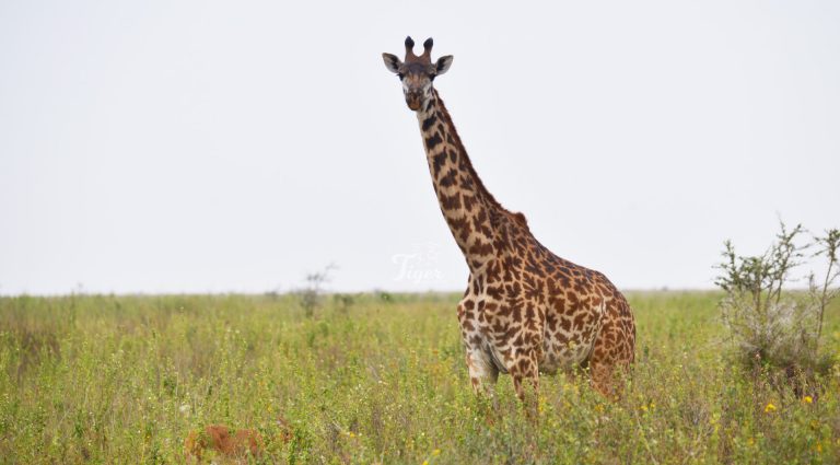 Giraffe