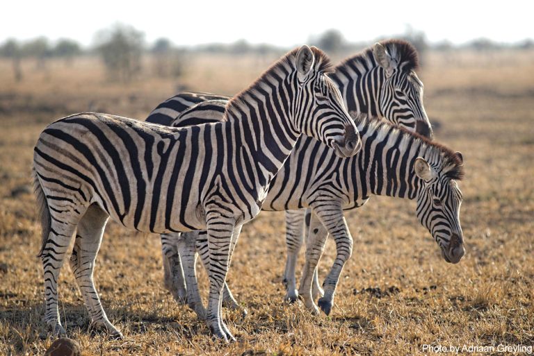 Highlight Safari In Kenya And Tanzania