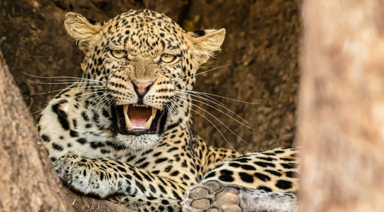 Leopard-Africa's Big 5