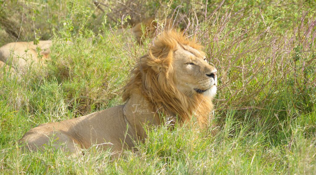 Lion- Africa's Big 5