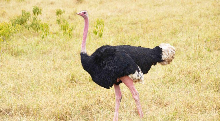Ostrich