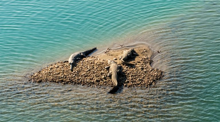 Crocodiles sunbathing
