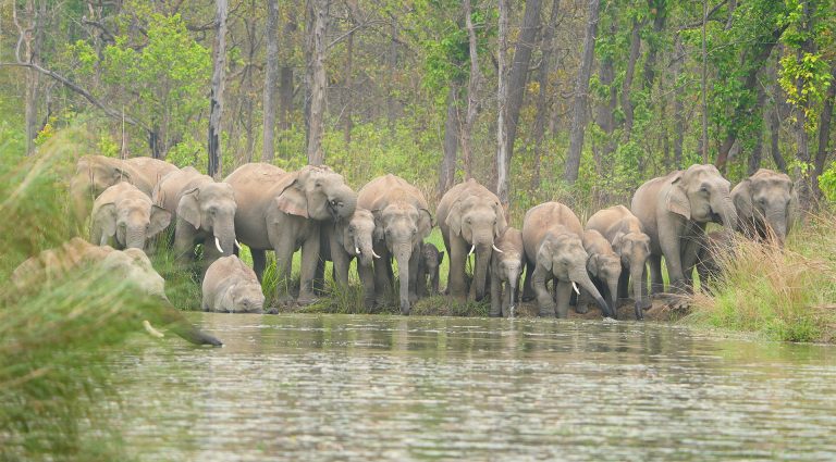 Herd of Elephants in Bardia
