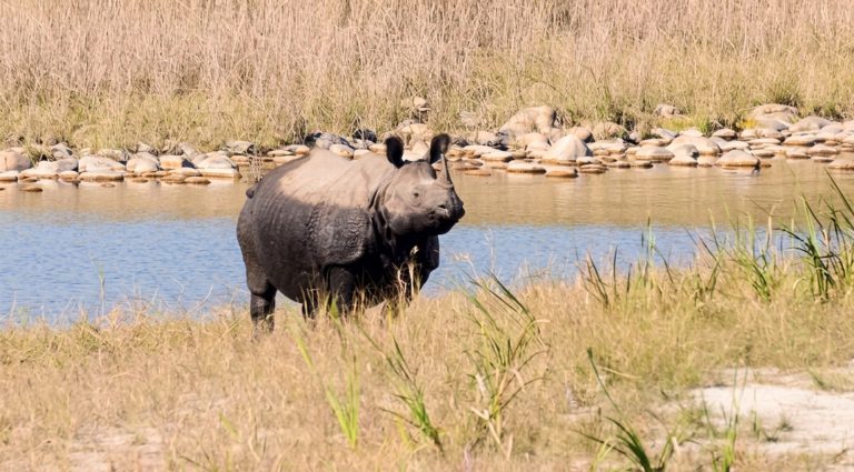 Rhino at the riverbank