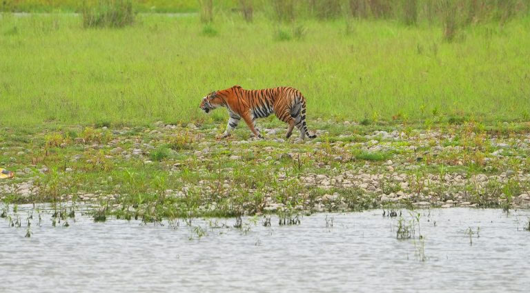 Tiger seen during rafting safari