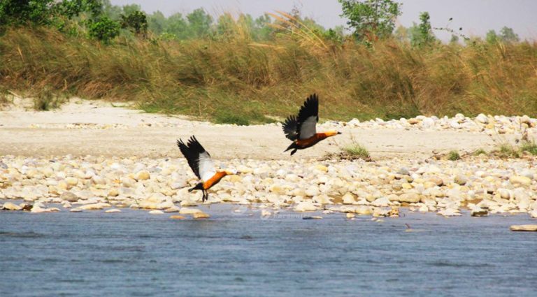 birds-of-bardia