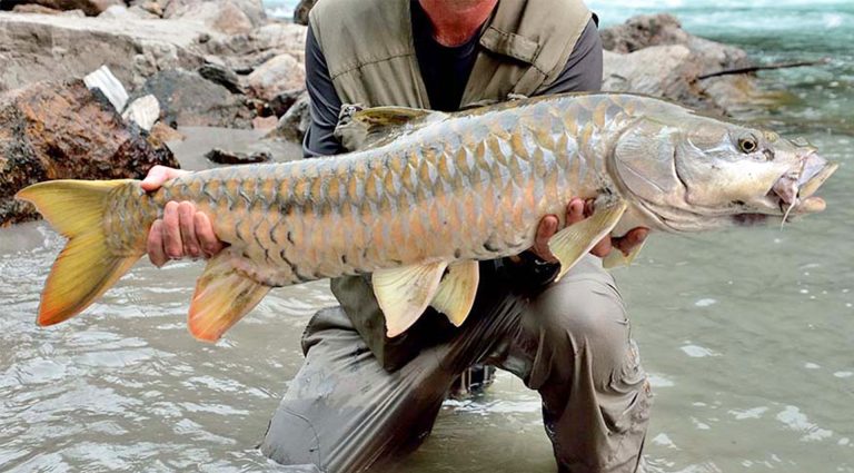golden-mahseer