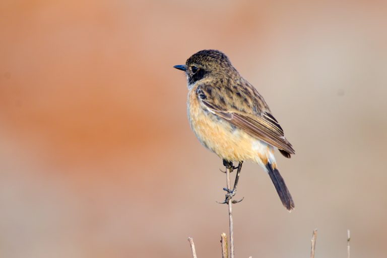 Common Asian Stonechat