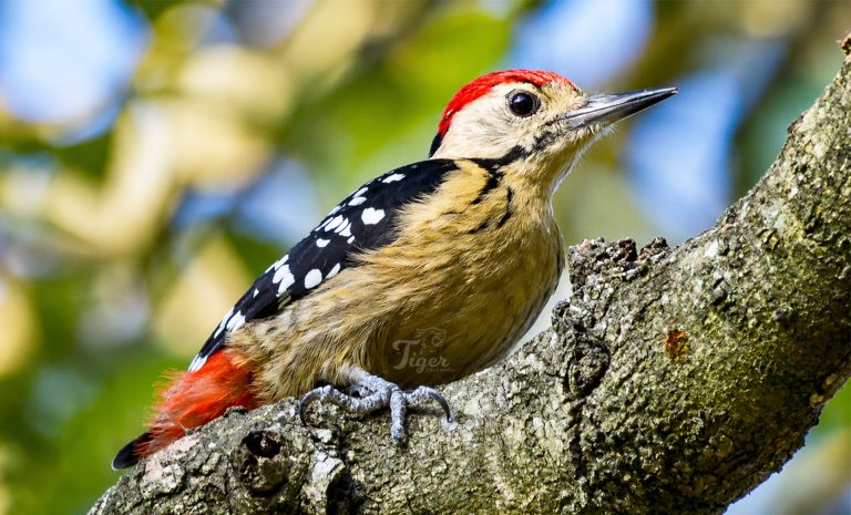 Fulvous-breasted woodpecker
