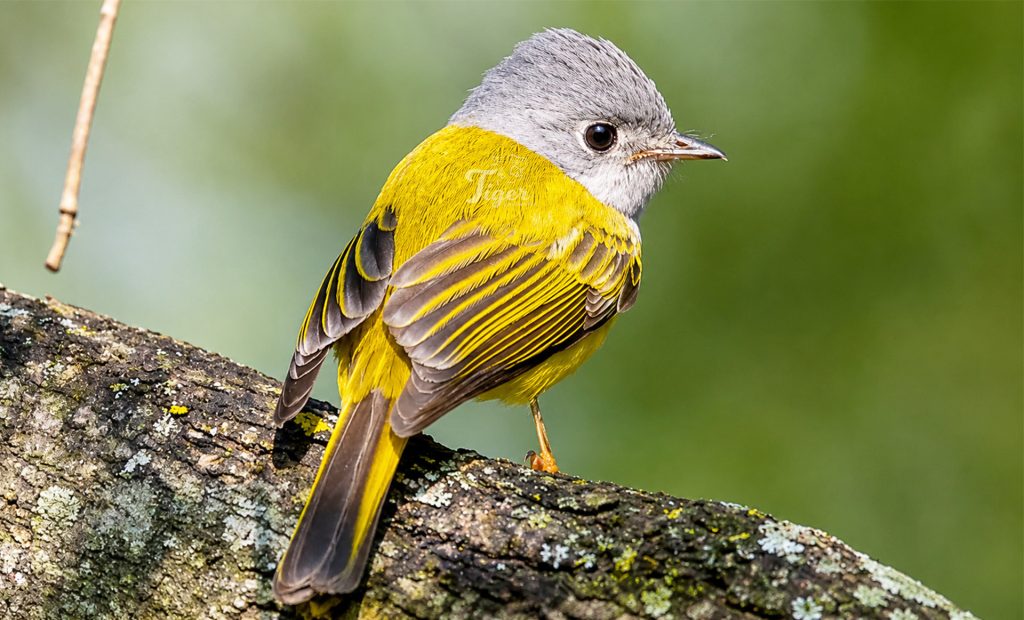 Grey-headed Canary-flycatcher