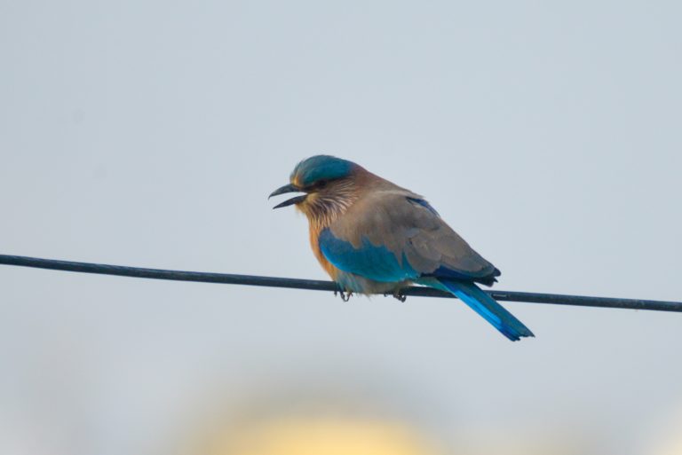 Indian Roller