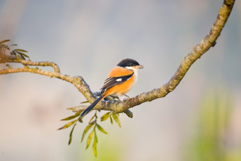 Long-tailed Shrike