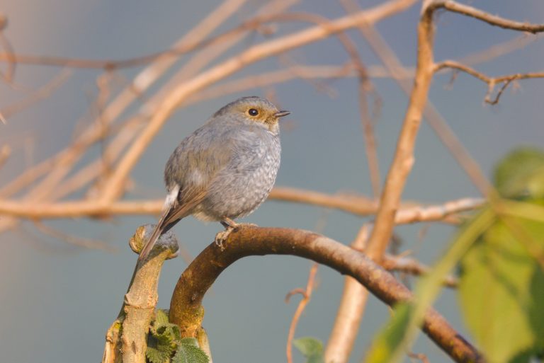 Plumbeous water Redstart