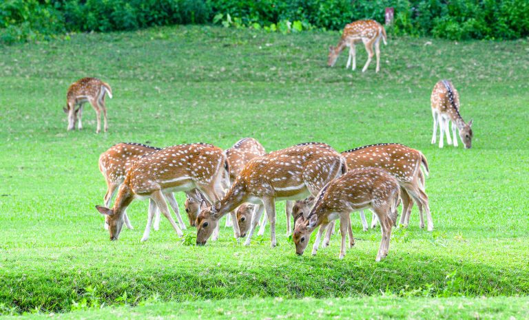 deer gokarna