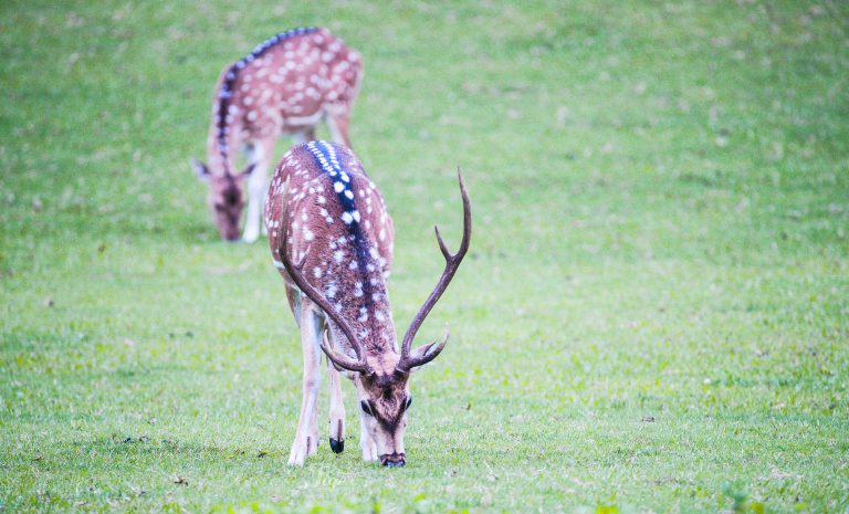 male spotted deer