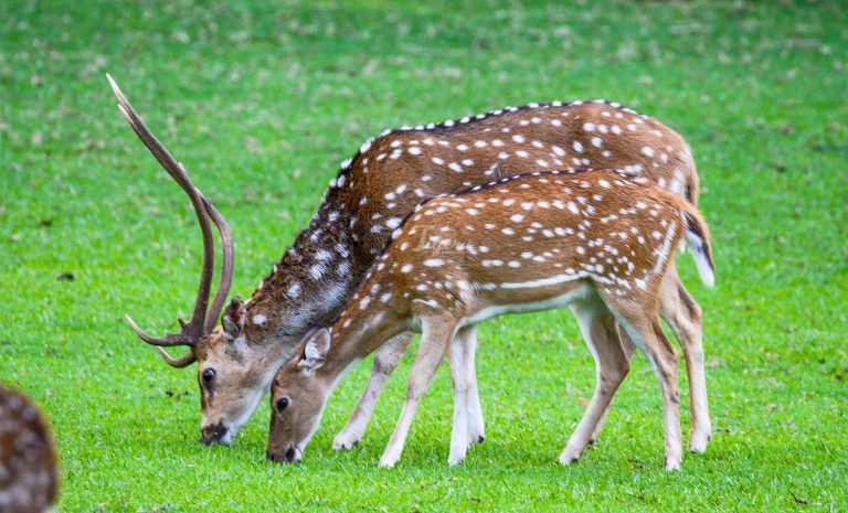spotted deer in gokarna