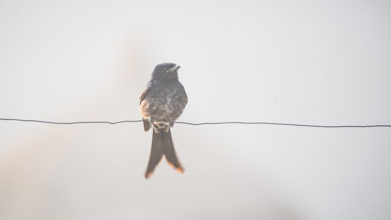 Black Drongo