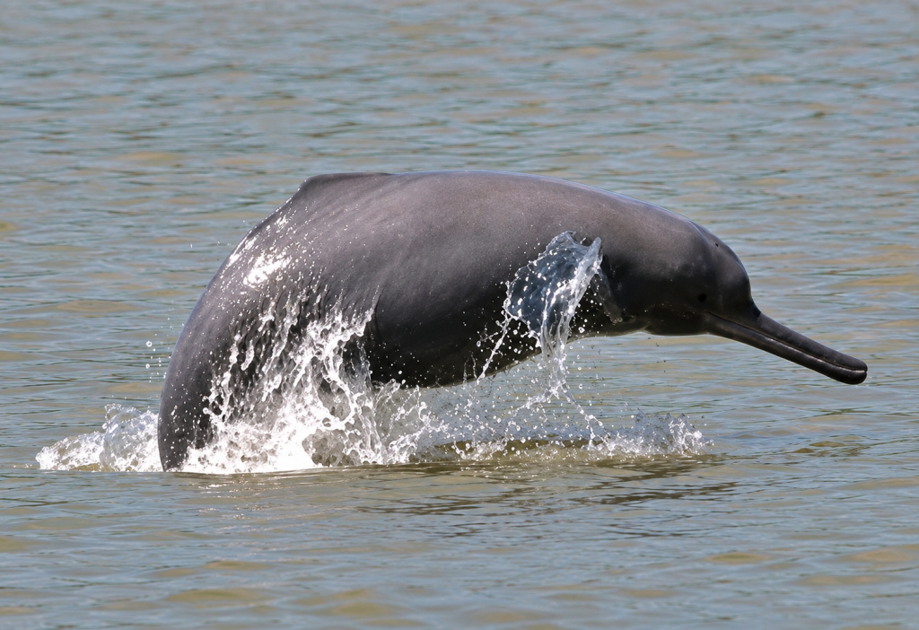 Gangetic Dophin in Karnali River.