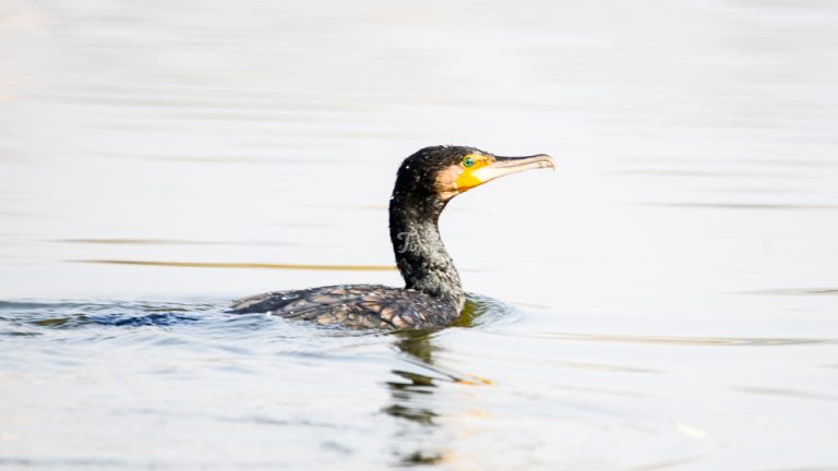 Great Cormorant taudaha