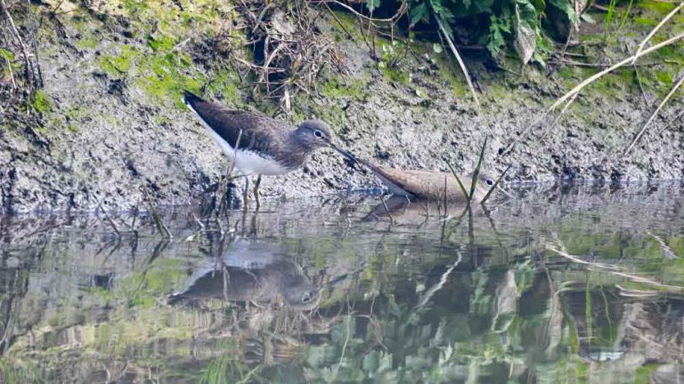 Green Sandpiper
