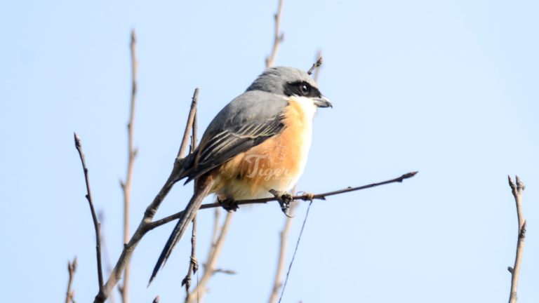 Grey-backed Shrike