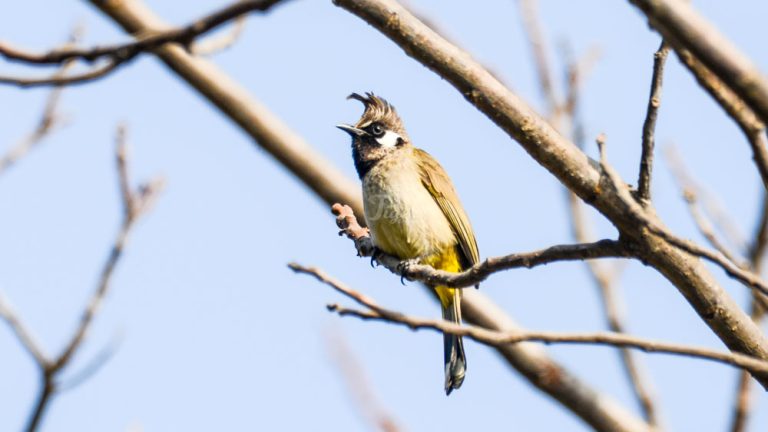 Himalayan Bulbul