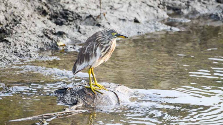 Indian Pond Heron