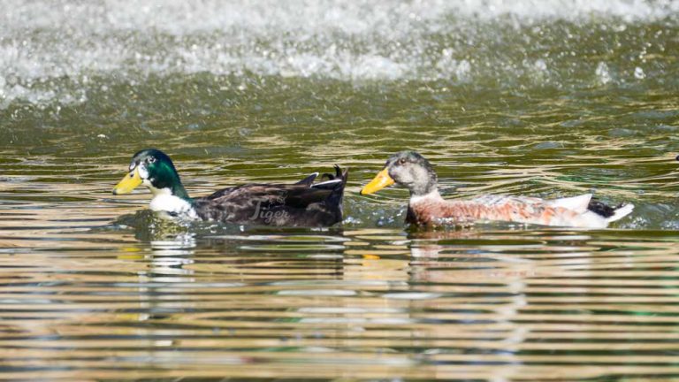 Mallard Duck