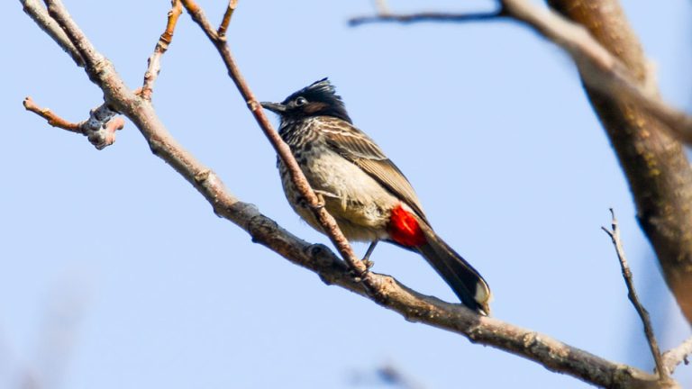Red-vented Bulbul
