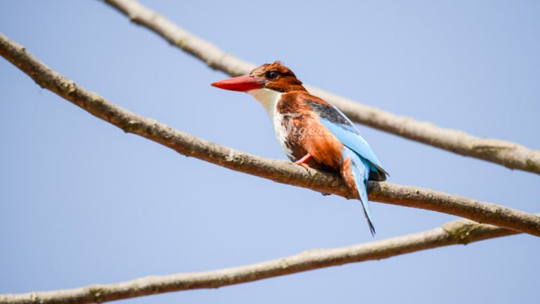 White-throated kingfisher