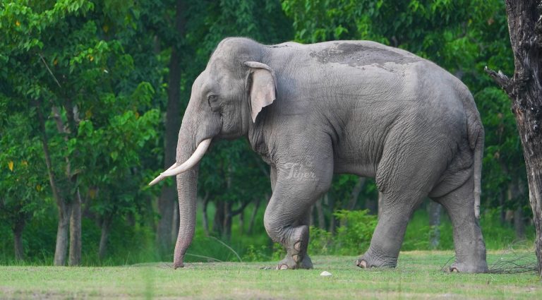 Asian Elephant in Nepal