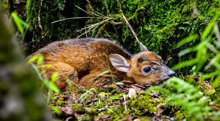 Barking Deer Cub in Nepal