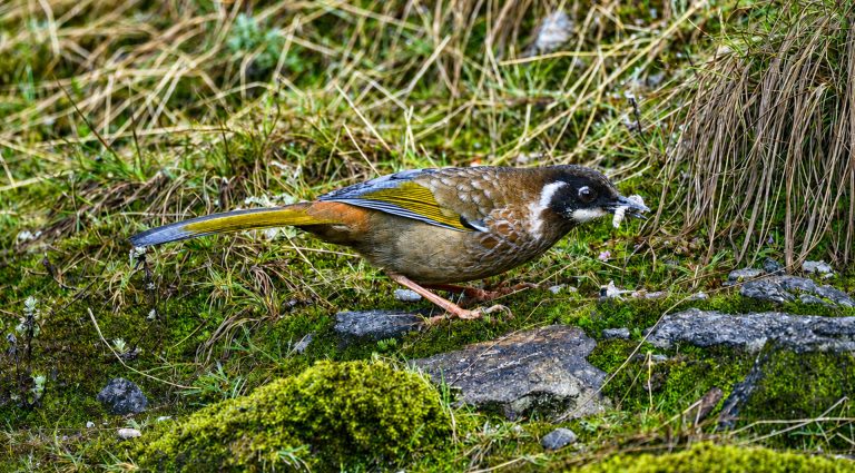 Black-faced Laughingthrush