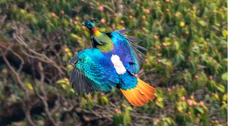 Flying Himalayan Monal