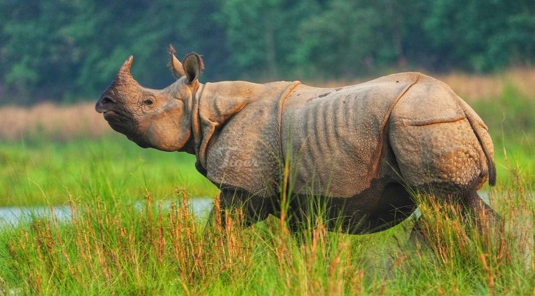Greater one-horned rhinoceros Nepal