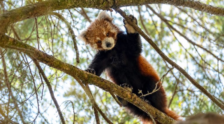 Himalayan Red Panda