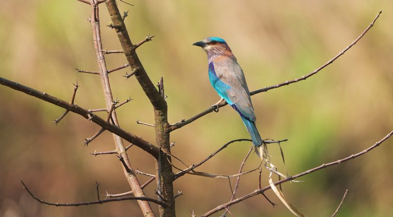 Indian Roller in Nepal