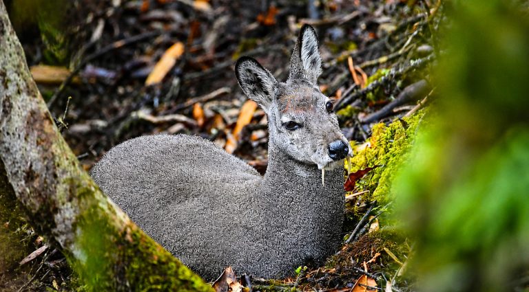 Musk Deer in Langtang