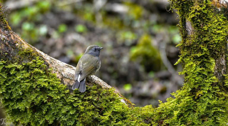Pied Flycatcher