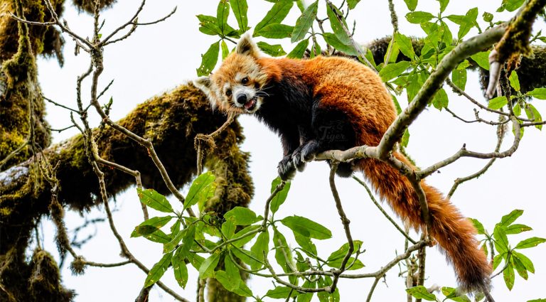 Red Panda Photography Expedition Nepal