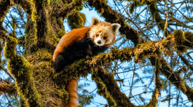 Red Panda Tracking in Nepal