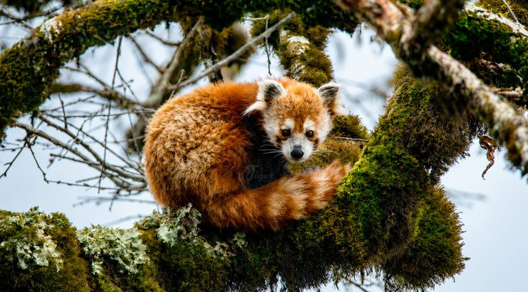 Red Panda Watching Nepal