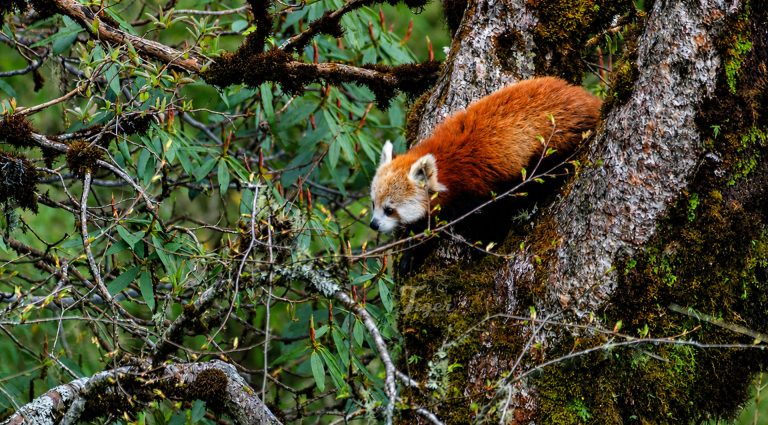 Red Panda in Langtang National Park