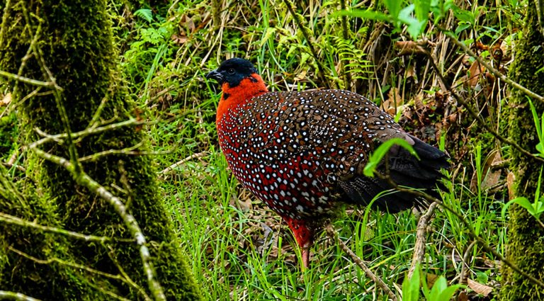 Satyr Tragopan in Langtang.